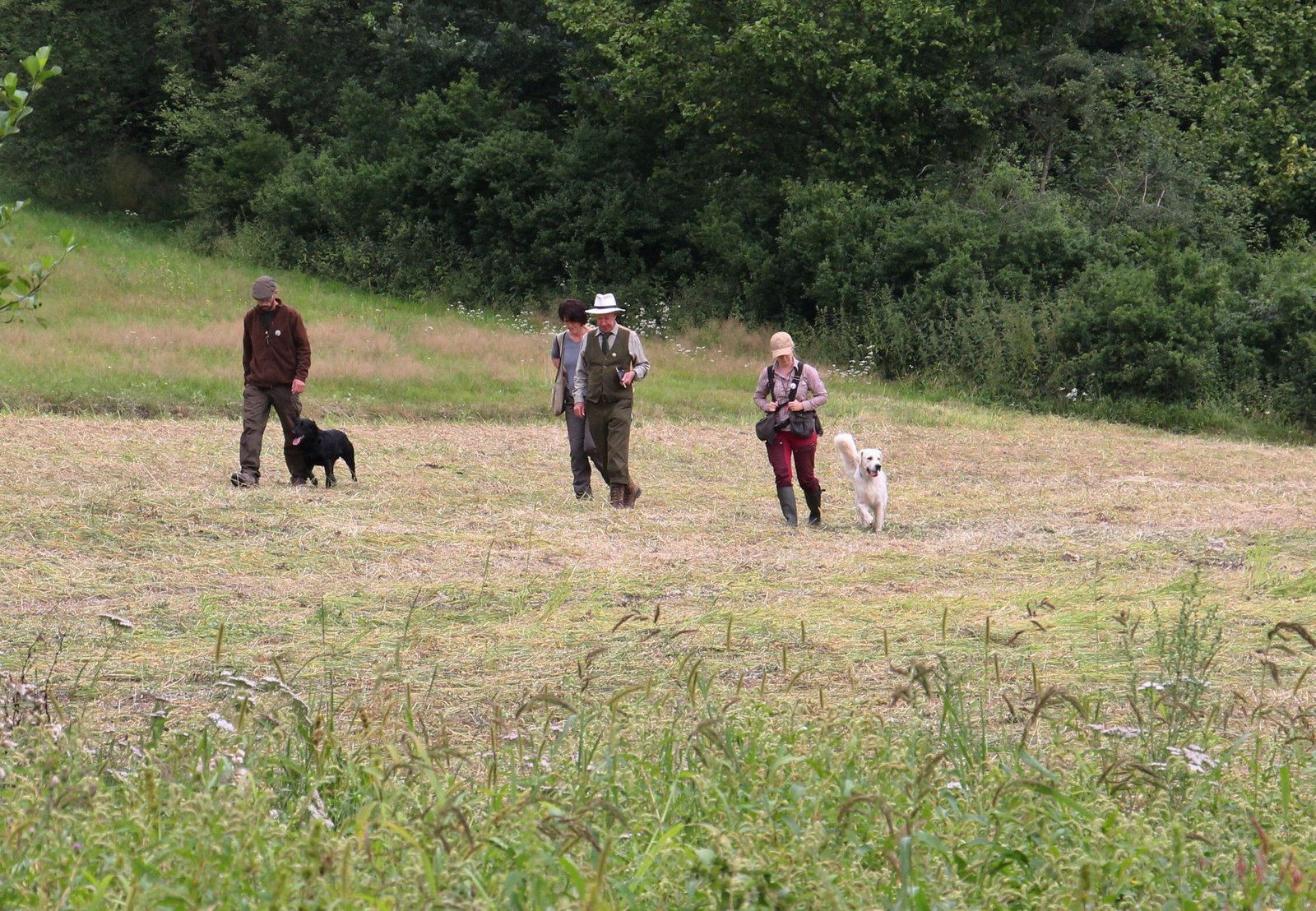 Gundog Judging Wales -2